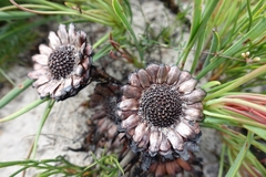 Protea angustata