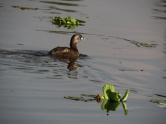 Podilymbus podiceps