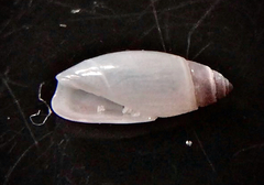 Olivella pusilla