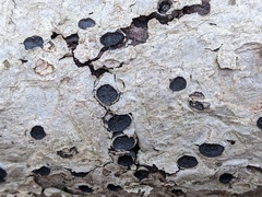 Biscogniauxia marginata