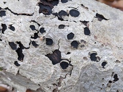 Biscogniauxia marginata