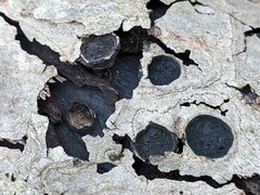 Biscogniauxia marginata