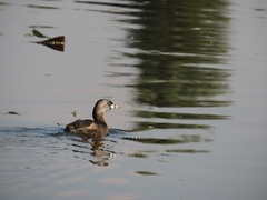 Podilymbus podiceps