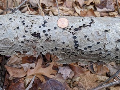 Biscogniauxia marginata