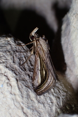 Schistorhynx argentistriga