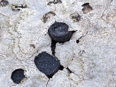 Biscogniauxia marginata