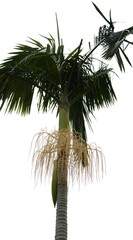 Archontophoenix alexandrae