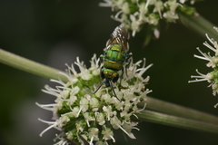 Chrysis chrysoprasina