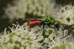 Chrysis chrysoprasina
