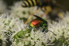 Chrysis chrysoprasina