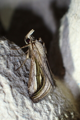 Schistorhynx argentistriga