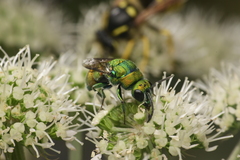 Chrysis chrysoprasina