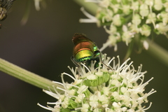 Chrysis chrysoprasina