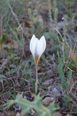 Crocus melantherus