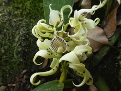 Prosthechea chimborazoensis