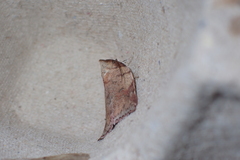 Beara tortriciformis