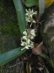 Prosthechea chimborazoensis