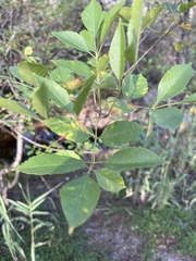 Fraxinus berlandieriana