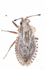 Lasiacantha capucina