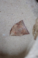 Beara tortriciformis