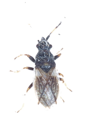 Macroplax preyssleri