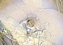 Limnonectes fujianensis