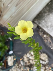 Angadenia berteroi