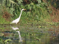 Ardea alba