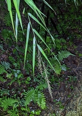 Arundo formosana