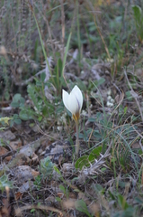 Crocus melantherus