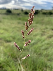 Urochloa
