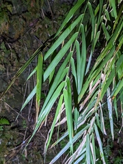 Arundo formosana