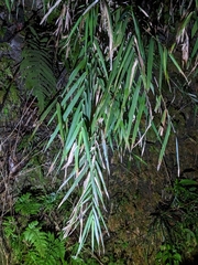 Arundo formosana
