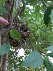 Thryothorus ludovicianus