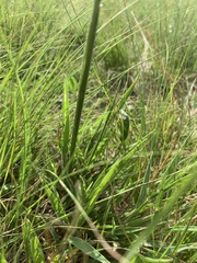 Urochloa