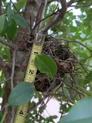 Thryothorus ludovicianus