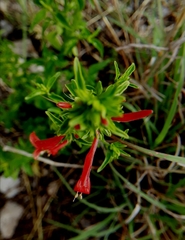 Dicliptera squarrosa