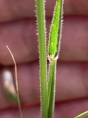 Urochloa