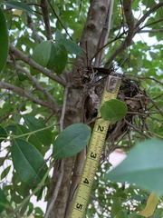 Thryothorus ludovicianus