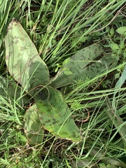 Ledebouria luteola