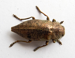 Dicerca aenea