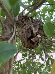 Thryothorus ludovicianus