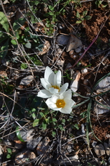 Crocus melantherus