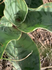 Ledebouria luteola