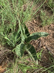 Ledebouria luteola