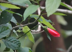 Malvaviscus penduliflorus