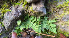 Woodsia obtusa