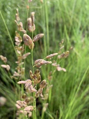 Eragrostis capensis