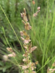 Eragrostis capensis