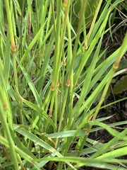 Eragrostis capensis